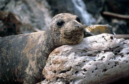 NELS RWBaird2 image nels_rwbaird2-jpg