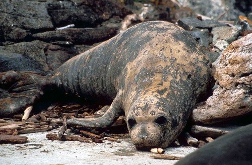 NELS RWBaird3 image nels_rwbaird3-jpg