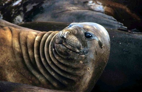 NELS SHooker1 image nels_shooker1-jpg