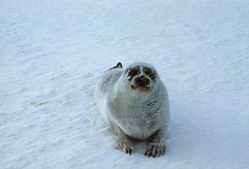 image rings_istirling-jpg