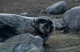 Weddell Seal