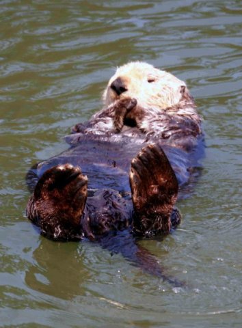 image seao_pghevans6935a-jpg