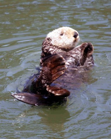 image seao_pghevans6940a-jpg