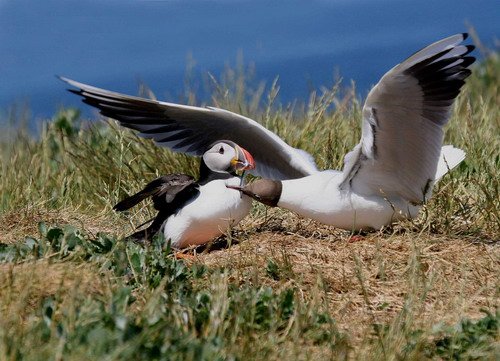 APUFF PAnderwald3061 image apuff_panderwald3061-jpg