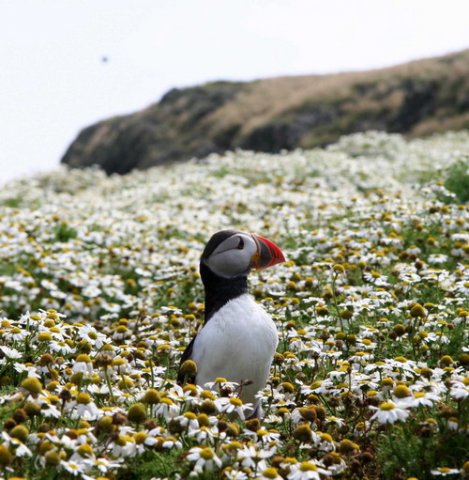 APUFF PAnderwald4362a image apuff_panderwald4362a-jpg