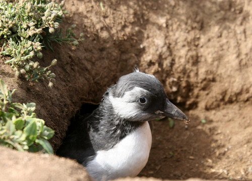 APUFF PAnderwald4370a image apuff_panderwald4370a-jpg