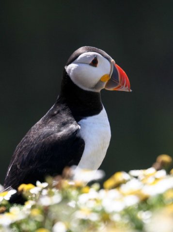 APUFF PAnderwald4782 image apuff_panderwald4782-jpg