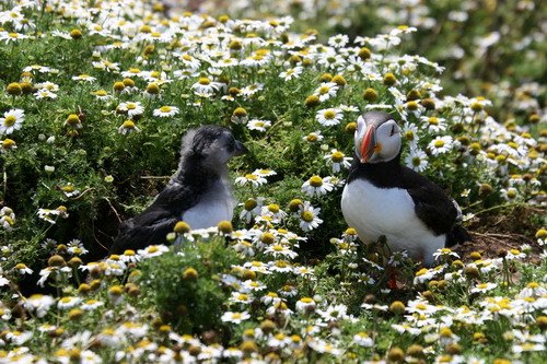 APUFF PAnderwald4812 image apuff_panderwald4812-jpg