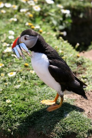 APUFF PAnderwald4816 image apuff_panderwald4816-jpg