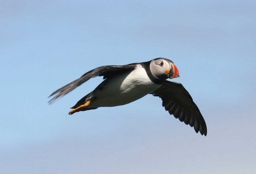 APUFF PAnderwald4983 image apuff_panderwald4983-jpg