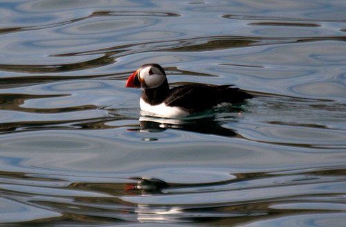 APUFF PGHEvans6383 image apuff_pghevans6383-jpg