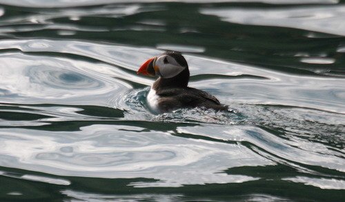 APUFF PGHEvans6400 image apuff_pghevans6400-jpg