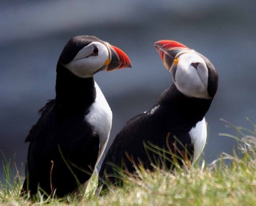 APUFF PGHEvans7310 image apuff_pghevans7310-jpg