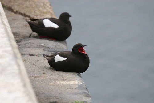 BLG PAnderwald1 image blg_panderwald1-jpg