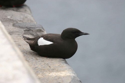 image blg_panderwald2-jpg