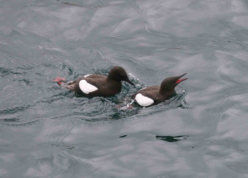 image blg_panderwald4a-jpg