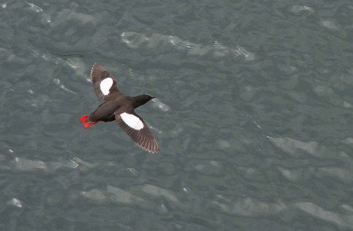 image blg_pghevans30-jpg