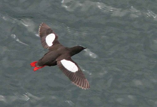 BLG PGHEvans30a image blg_pghevans30a-jpg