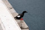 Black Guillemot