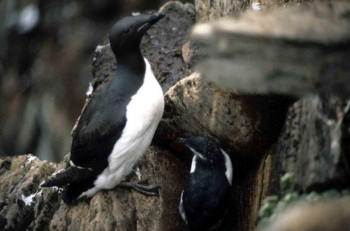 BRG PGHEvans1 image brg_pghevans1-jpg