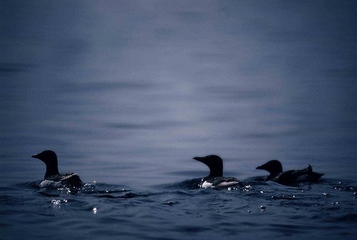 BRG PGHEvans4 image brg_pghevans4-jpg