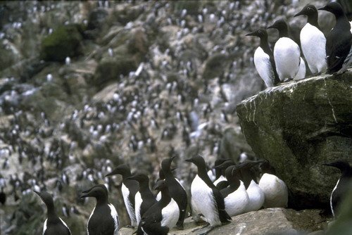 image comg_fritter1-jpg