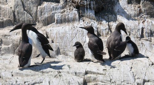 image comg_panderwald3100-jpg