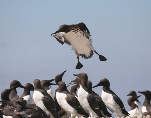 COMG PAnderwald3114 image comg_panderwald3114-jpg