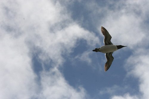 image comg_panderwald3660-jpg