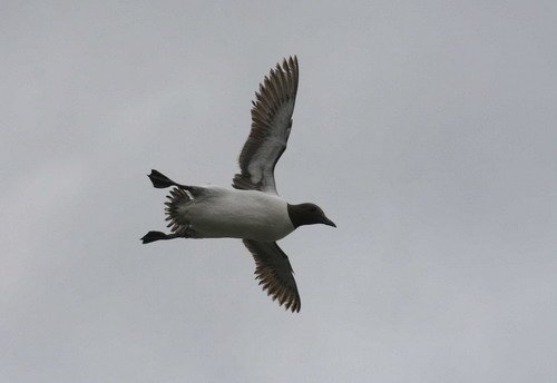 COMG PAnderwald3877 image comg_panderwald3877-jpg