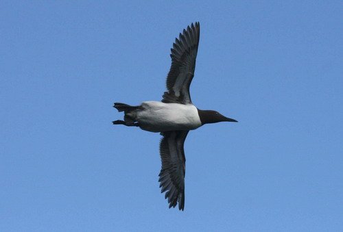 image comg_panderwald4067b-jpg