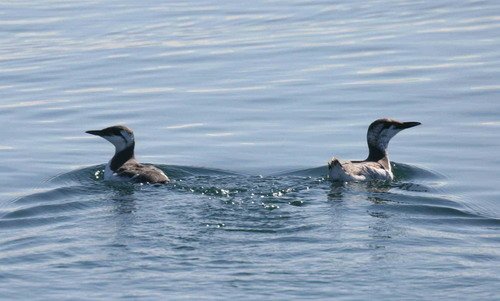 image comg_panderwald8128a-jpg