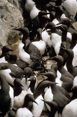 image comg_pghevans1-jpg