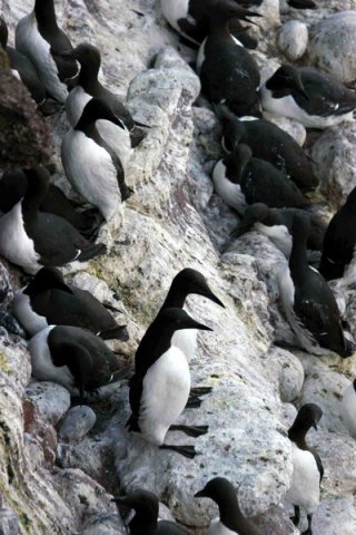 COMG PGHEvans11 image comg_pghevans11-jpg