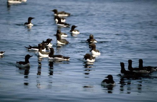 COMG PGHEvans2 image comg_pghevans2-jpg