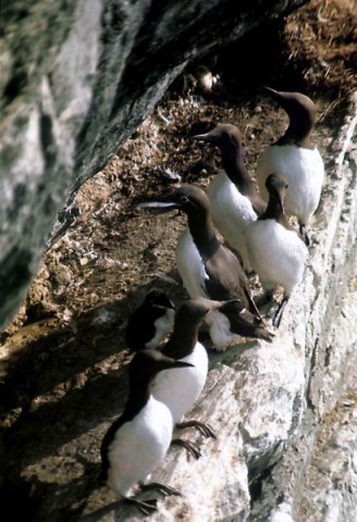 COMG PGHEvans7 image comg_pghevans7-jpg