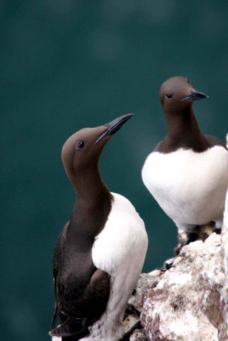 COMG PGHEvans8082 image comg_pghevans8082-jpg