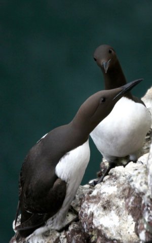 COMG PGHEvans8091 image comg_pghevans8091-jpg