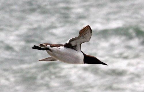 COMG PGHEvans8577 image comg_pghevans8577-jpg