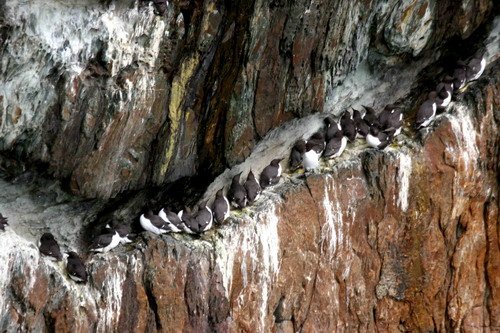 COMG PGHEvans8604 image comg_pghevans8604-jpg