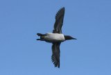 Common Guillemot
