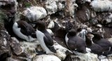 Common Guillemot