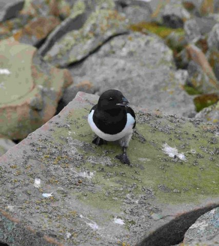 LAUK DWisniewska1a image lauk_dwisniewska1a-jpg