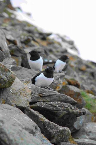 LAUK DWisniewska8 image lauk_dwisniewska8-jpg