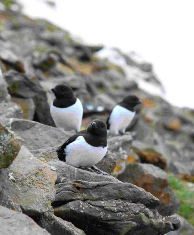 LAUK DWisniewska8b image lauk_dwisniewska8b-jpg