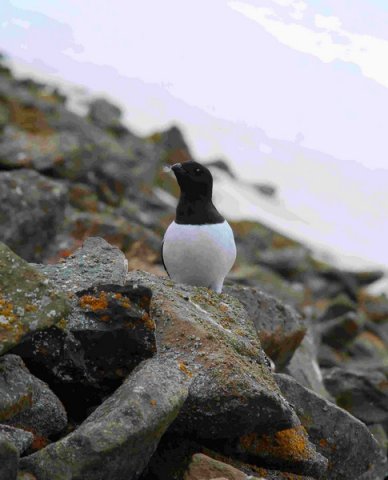 image lauk_dwisniewska9a-jpg