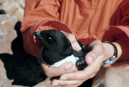 LAUK PGHEvans1 image lauk_pghevans1-jpg