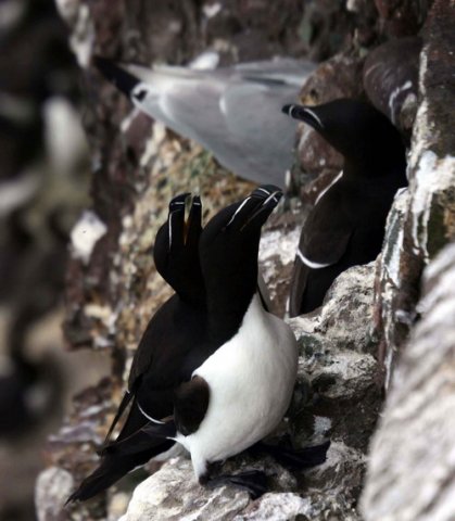 RAZ.PGHEvans8227 image raz-pghevans8227-jpg