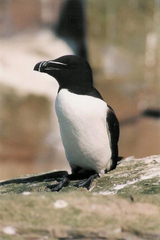 image raz_panderwald1-jpg