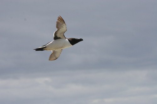 image raz_panderwald3757-jpg